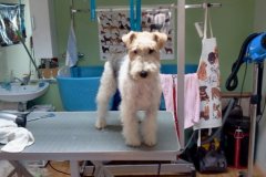 Foxterrier